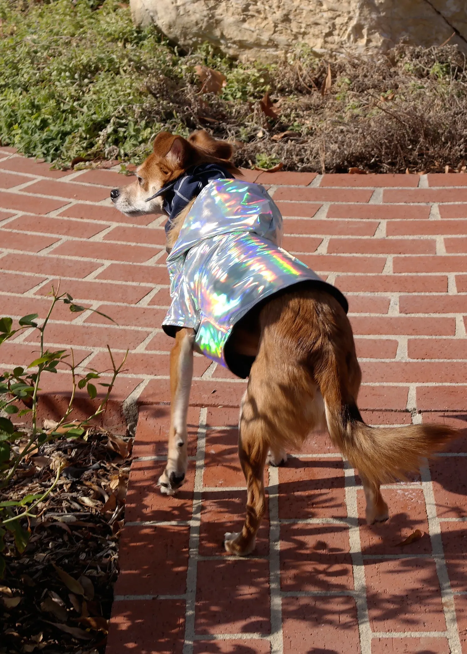 ILLUMINSCENT RAINCOAT WITH QUILTED INTERIOR