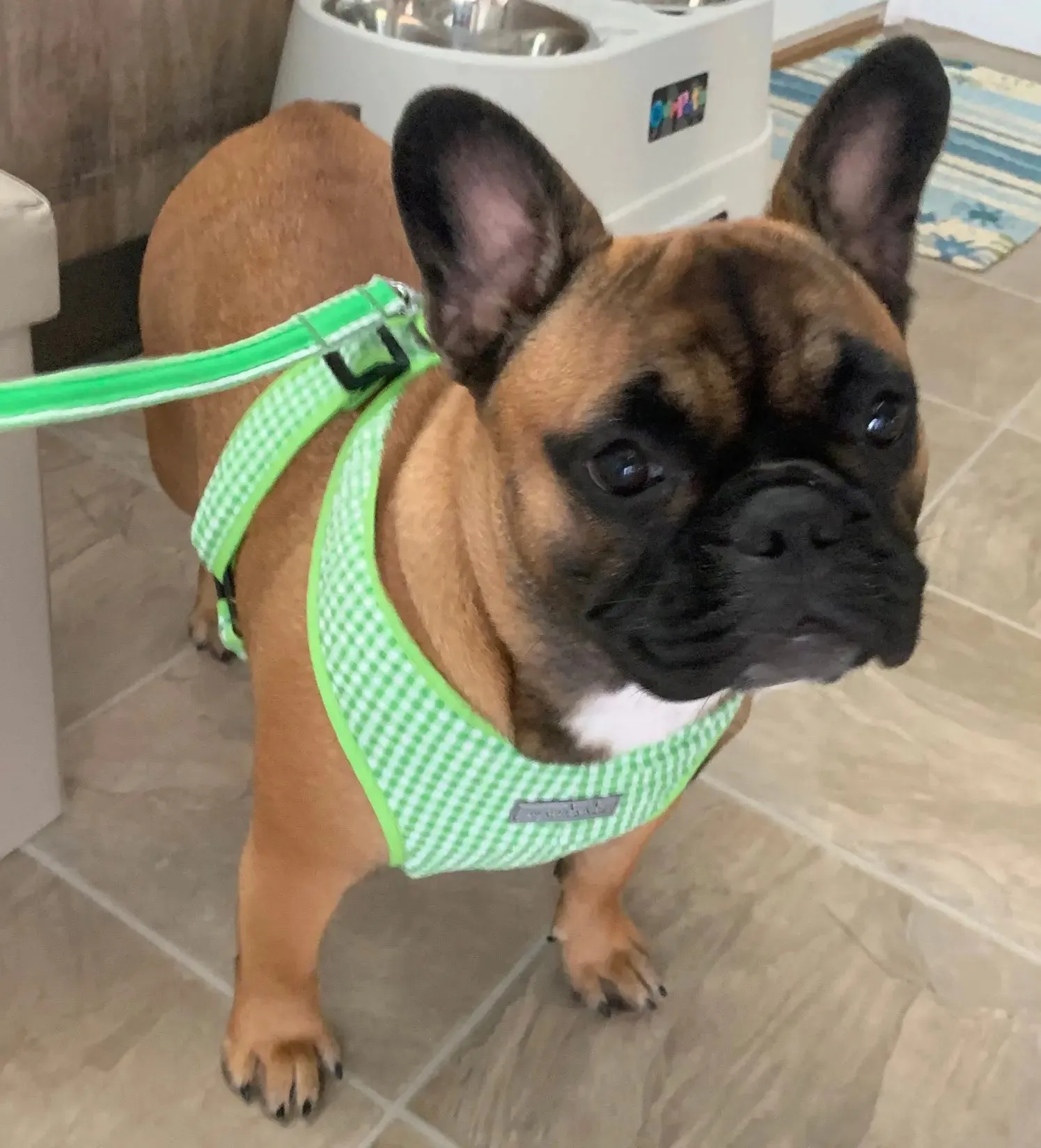 Precision Fit™ Gingham Dog Harness 3 LBS to 40 LBS