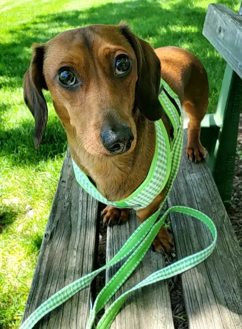 Precision Fit™ Gingham Dog Harness 3 LBS to 40 LBS