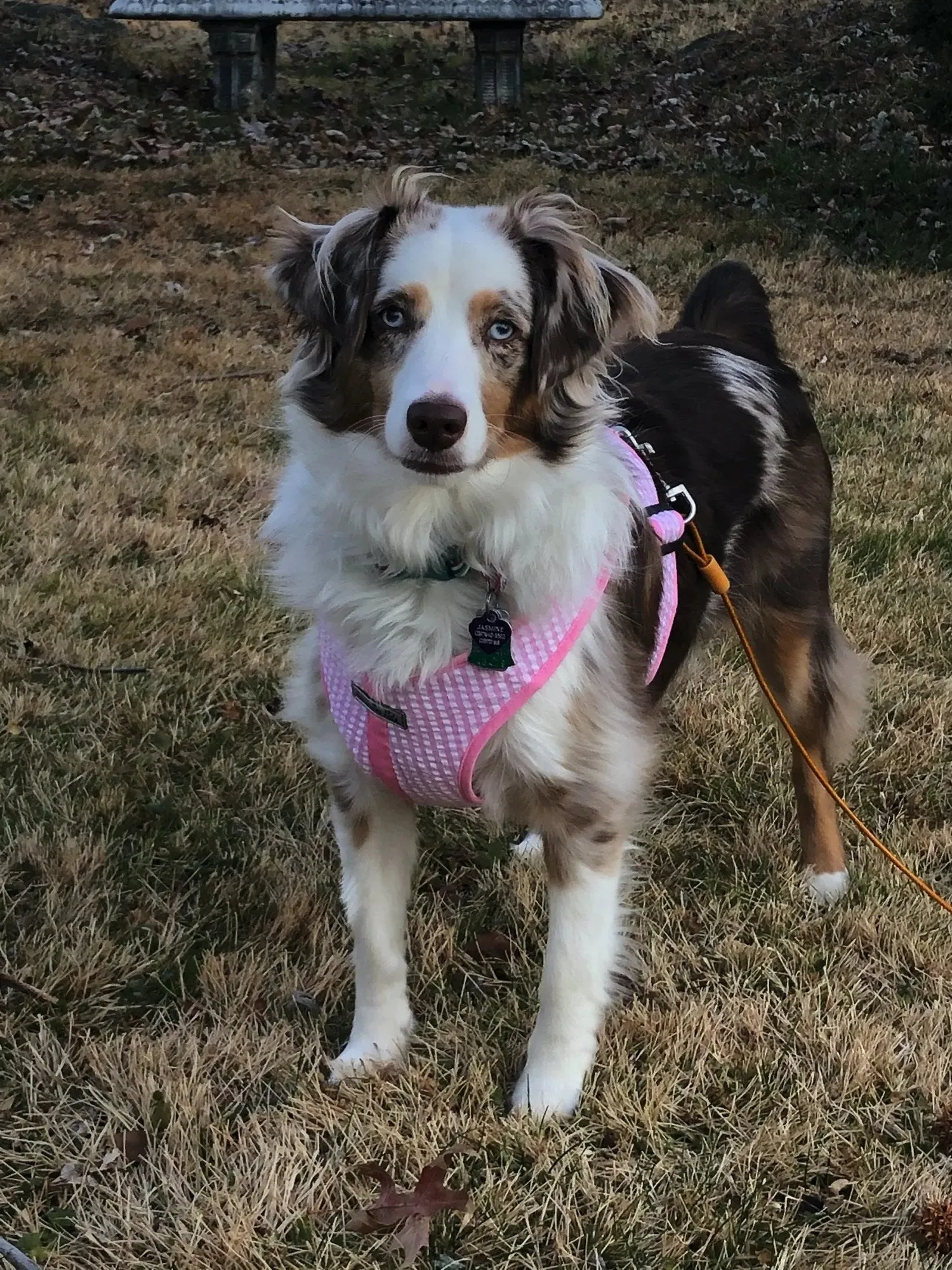 Precision Fit™ Gingham Dog Harness 3 LBS to 40 LBS