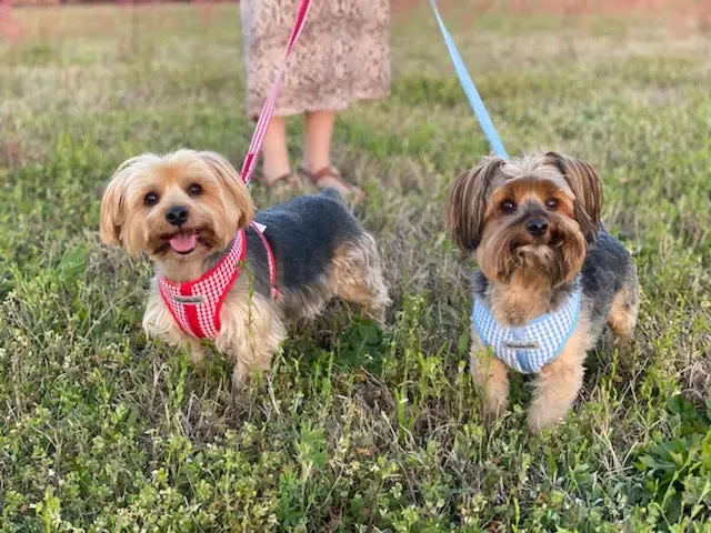 Precision Fit™ Gingham Dog Harness 3 LBS to 40 LBS