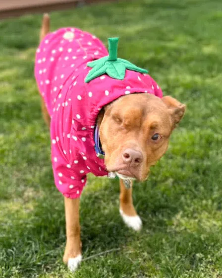 Strawberry Reversible Rain Jacket Or Cape